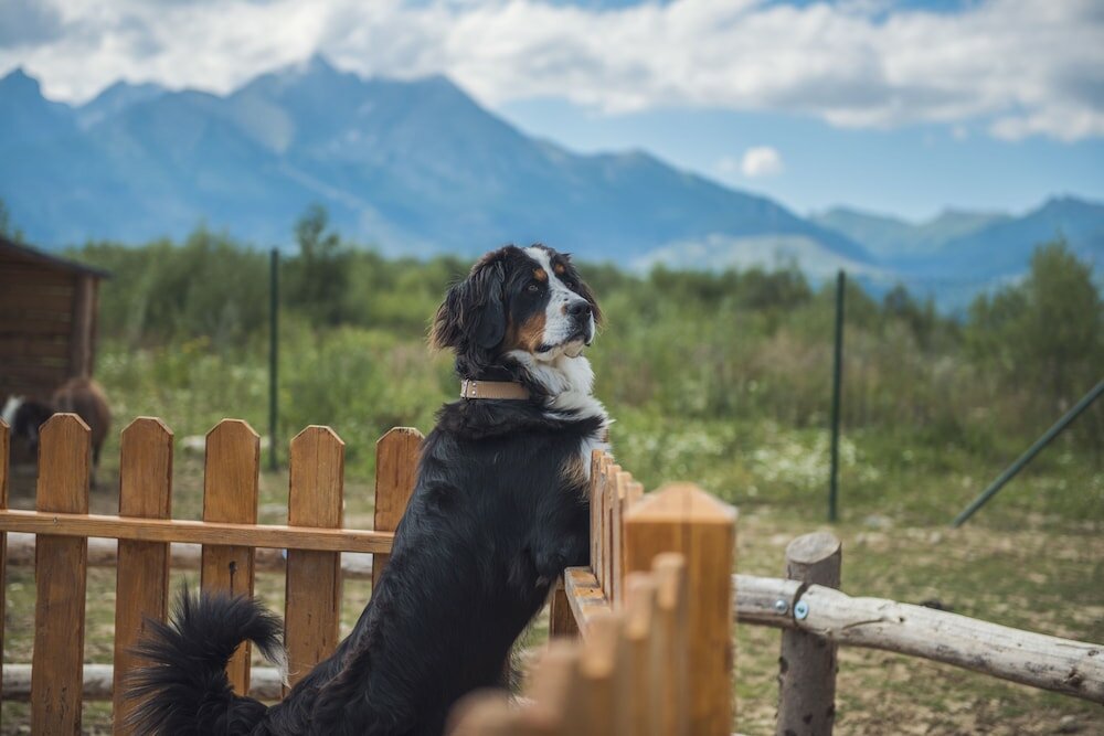 Фото Tatragolf Mountain Resort