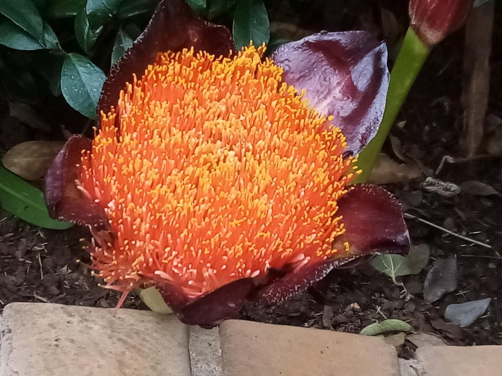 Фото Dove's Nest Guest House