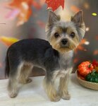 Gruming salon V Dubne Master Sobakin (Bogolubova Avenue, 43), pet salon