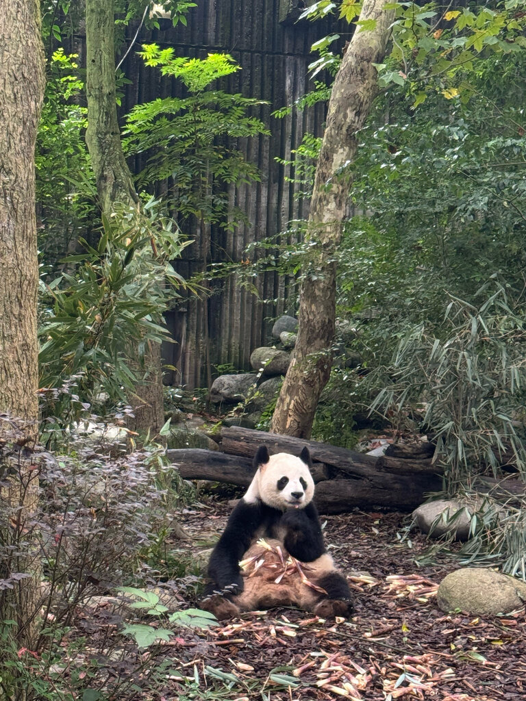 Zoo Chengdu Research Base of Giant Panda Breeding, Sichuan, photo