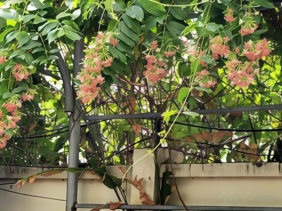 Фото Senkotel Nha Trang