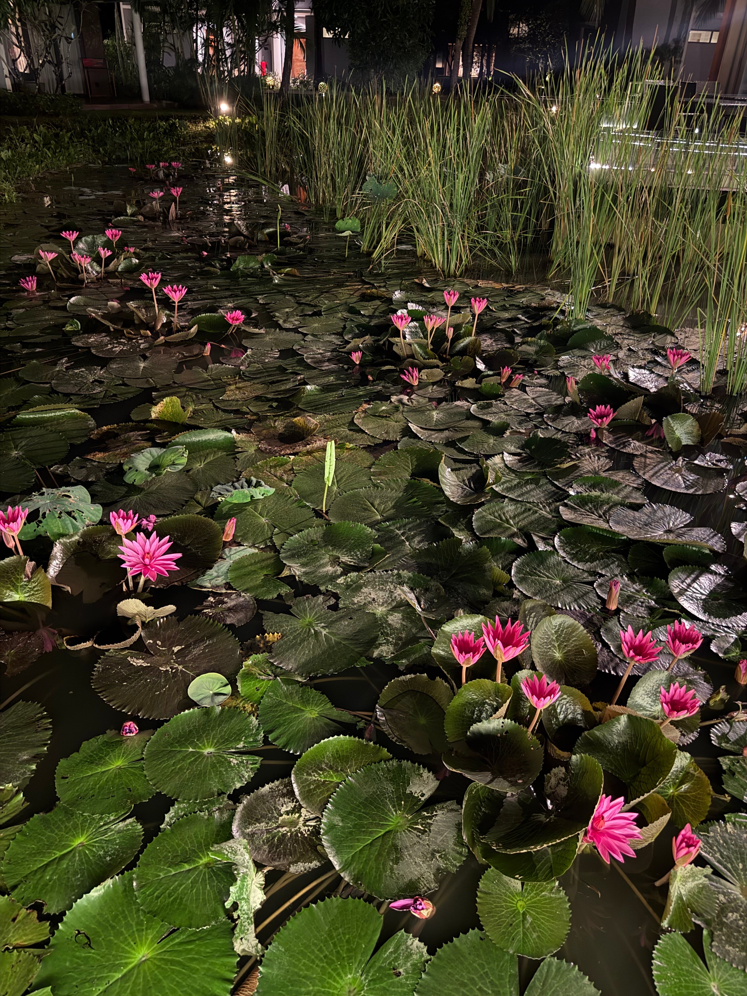 Фото Novotel Phu Quoc Resort