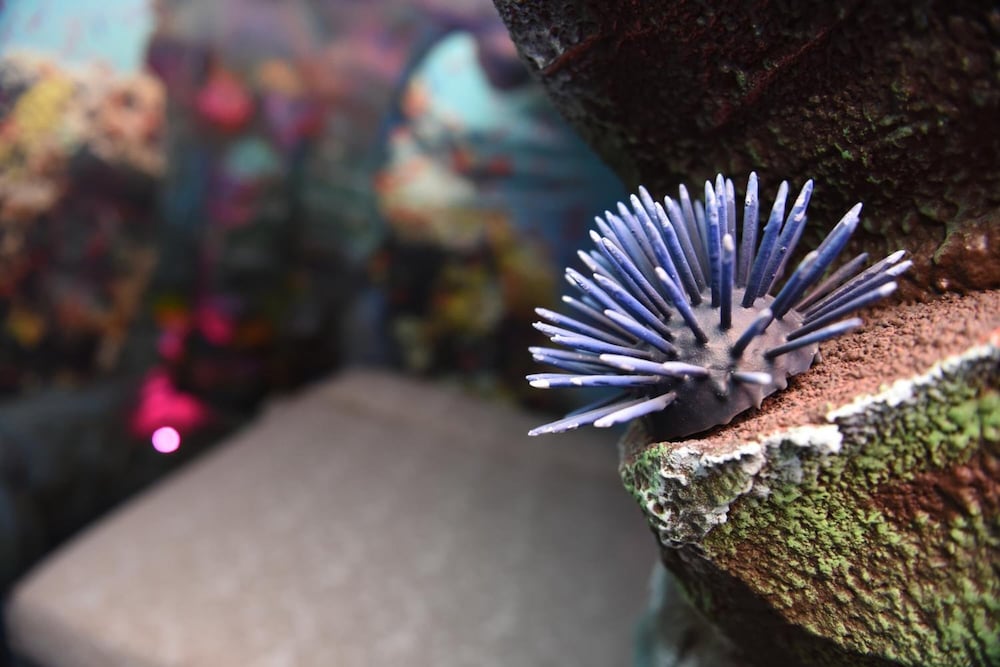 Фото MagicSuite Guest House Roma Portuense