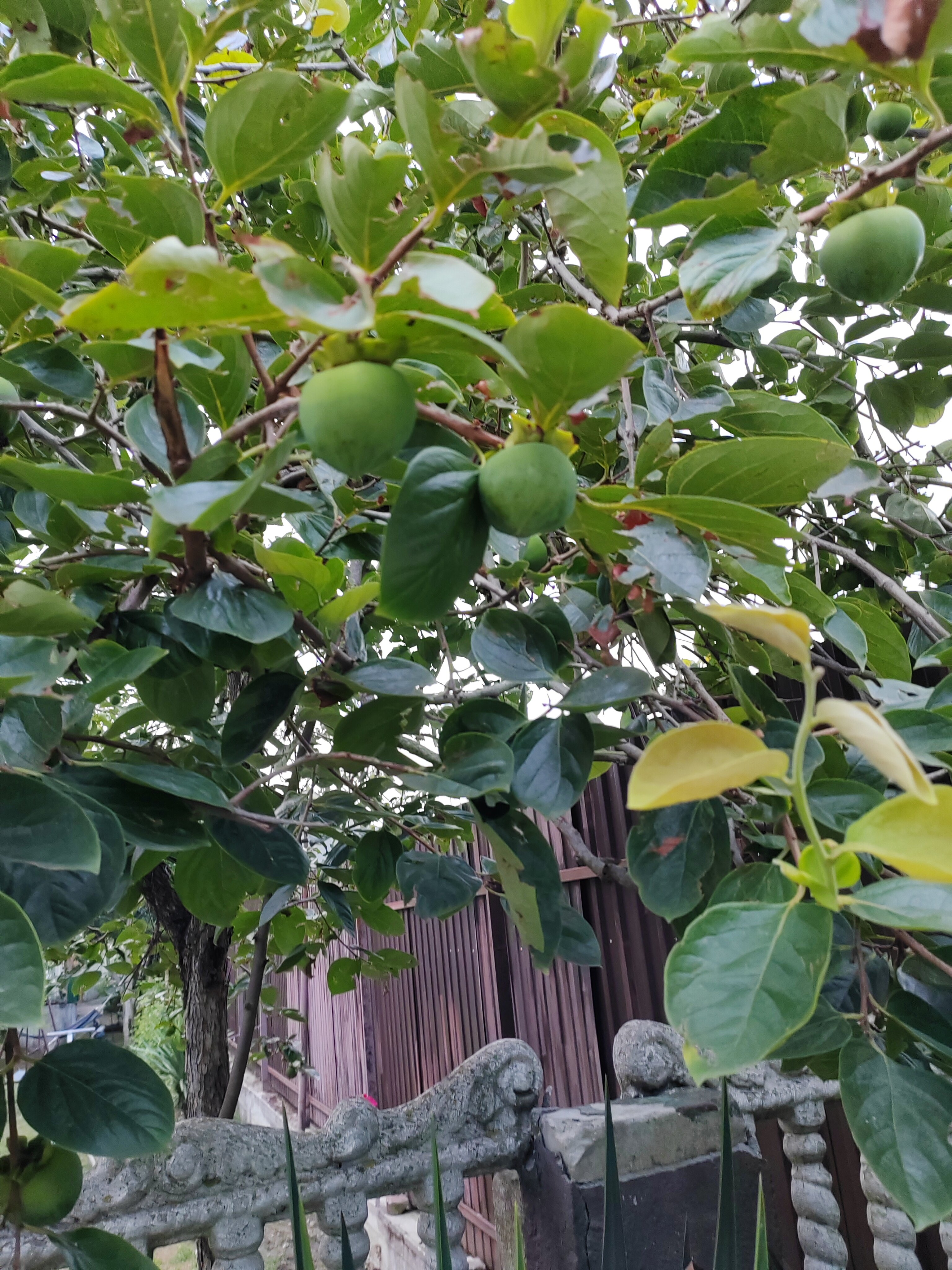 Фото ApsnyPearl-Жемчужина