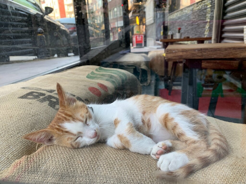 Cafe Stuttgart Cafe, Istanbul, photo