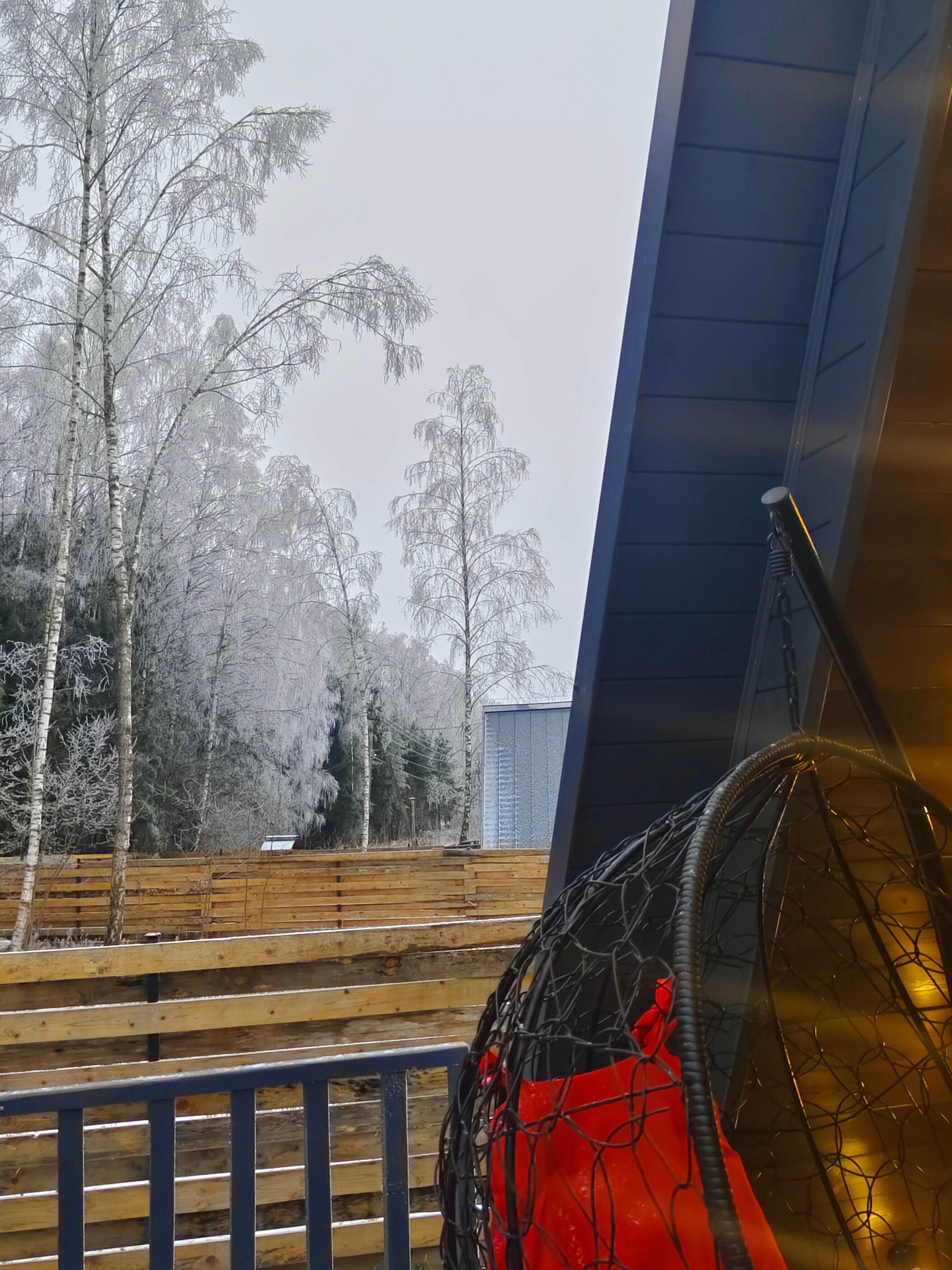 Фото Звёзды леса