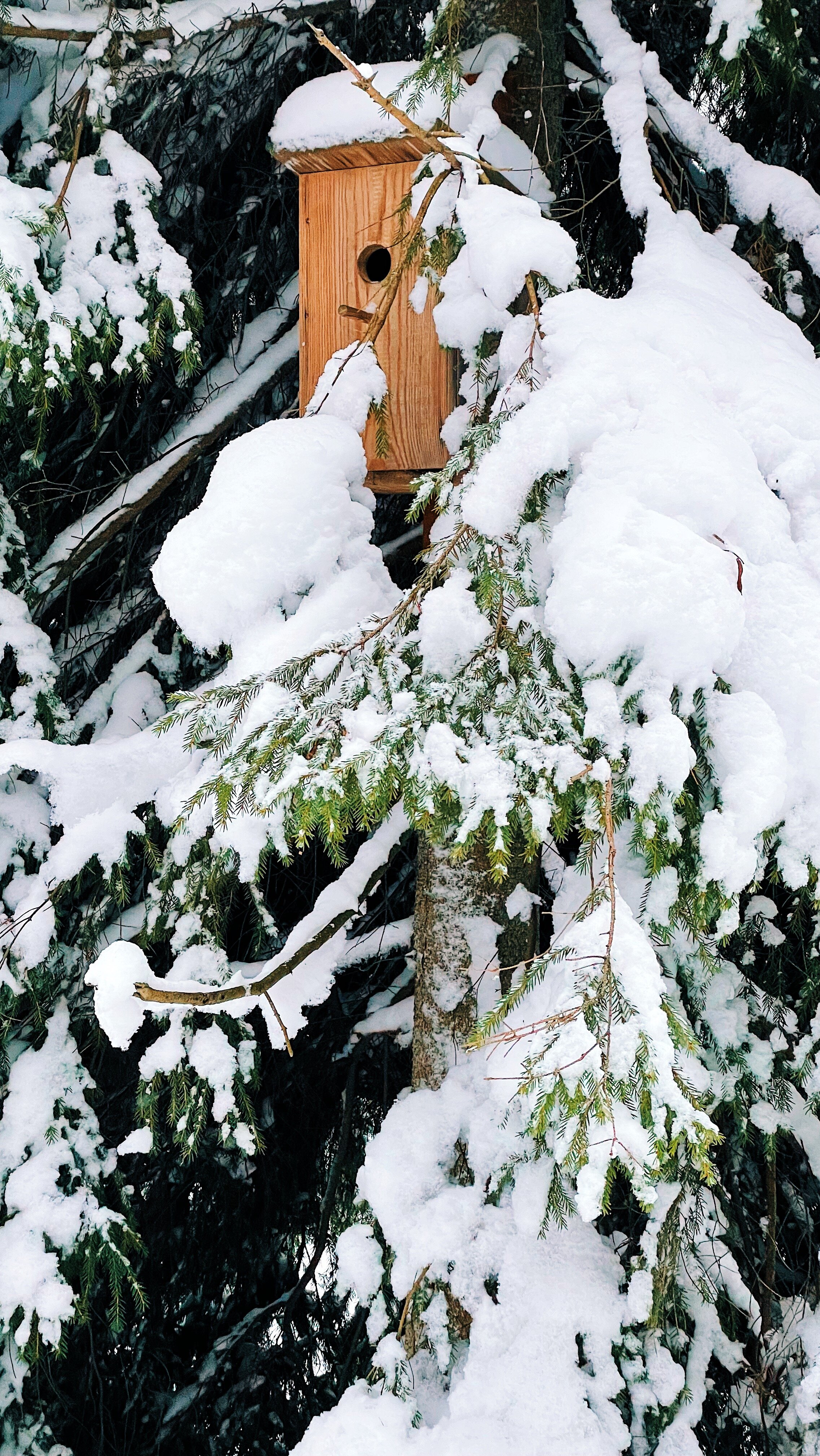 Фото Черника