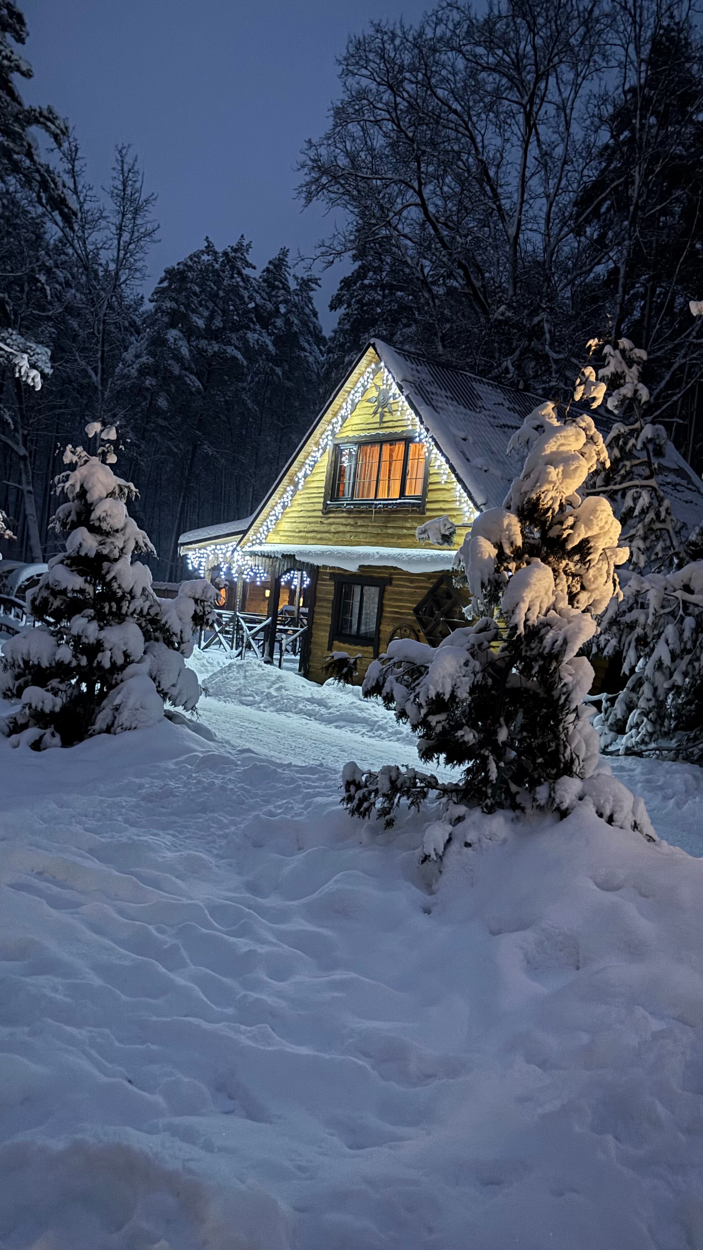 Фото Берёзка
