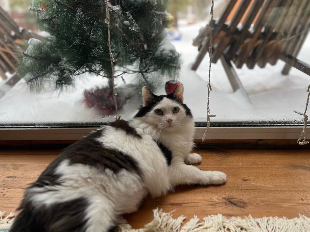 Фото Тихий Кот