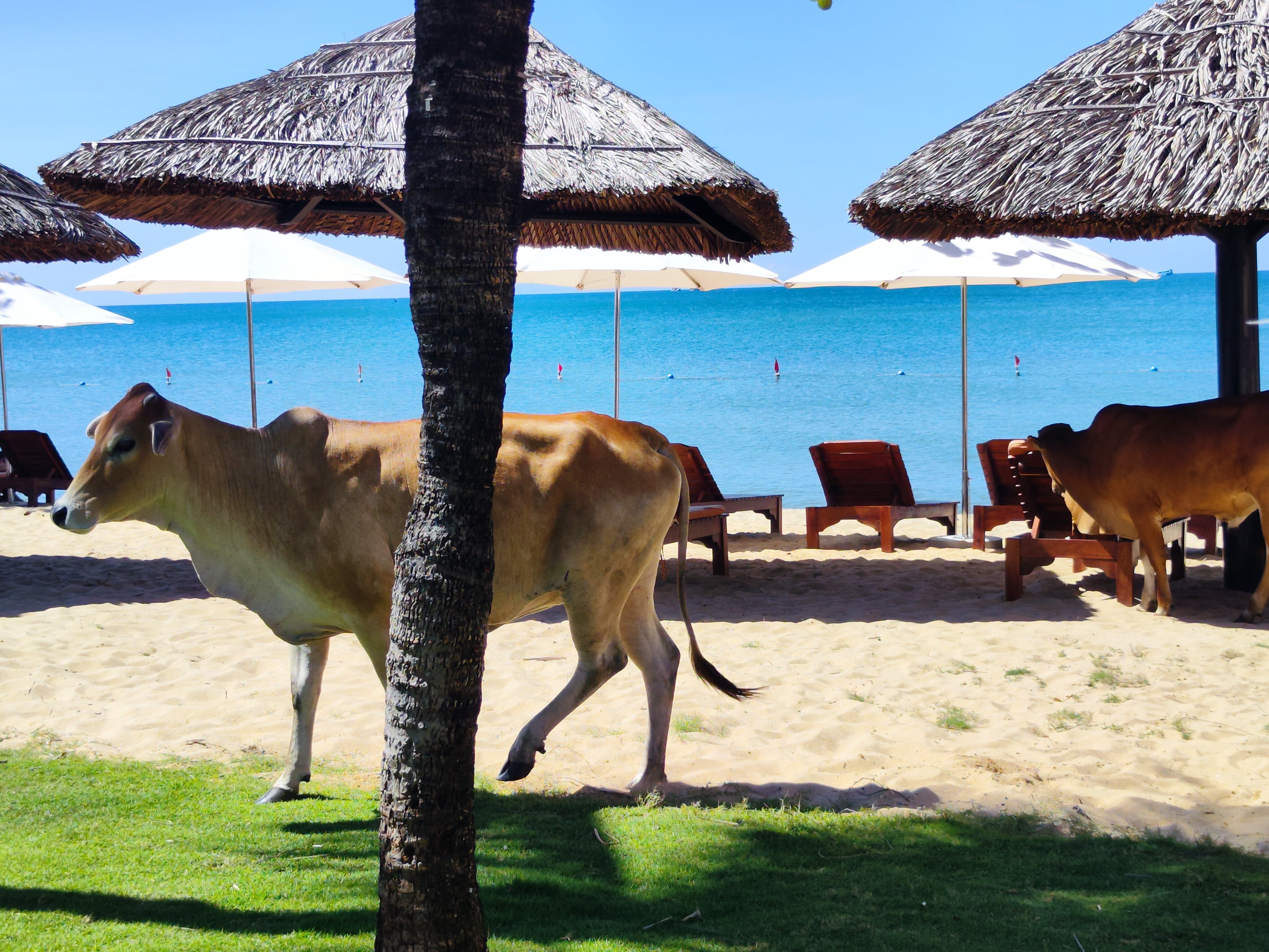 Фото Mercury Phu Quoc Resort & Villas