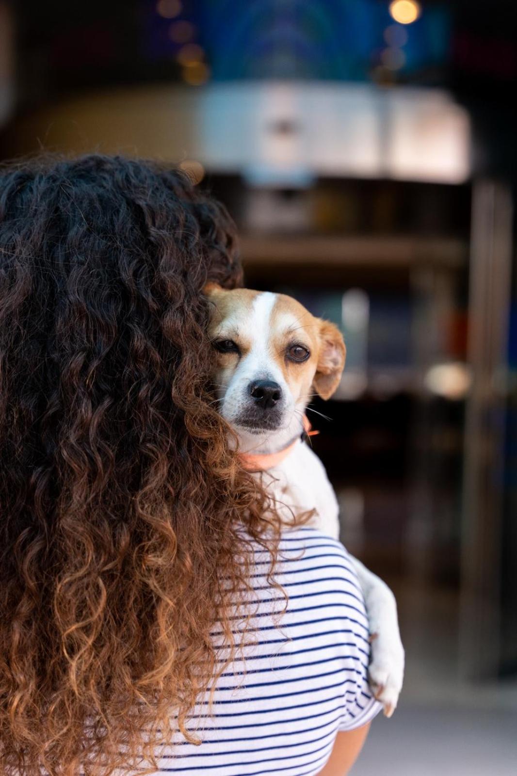 Фото Climia Benidorm Plaza