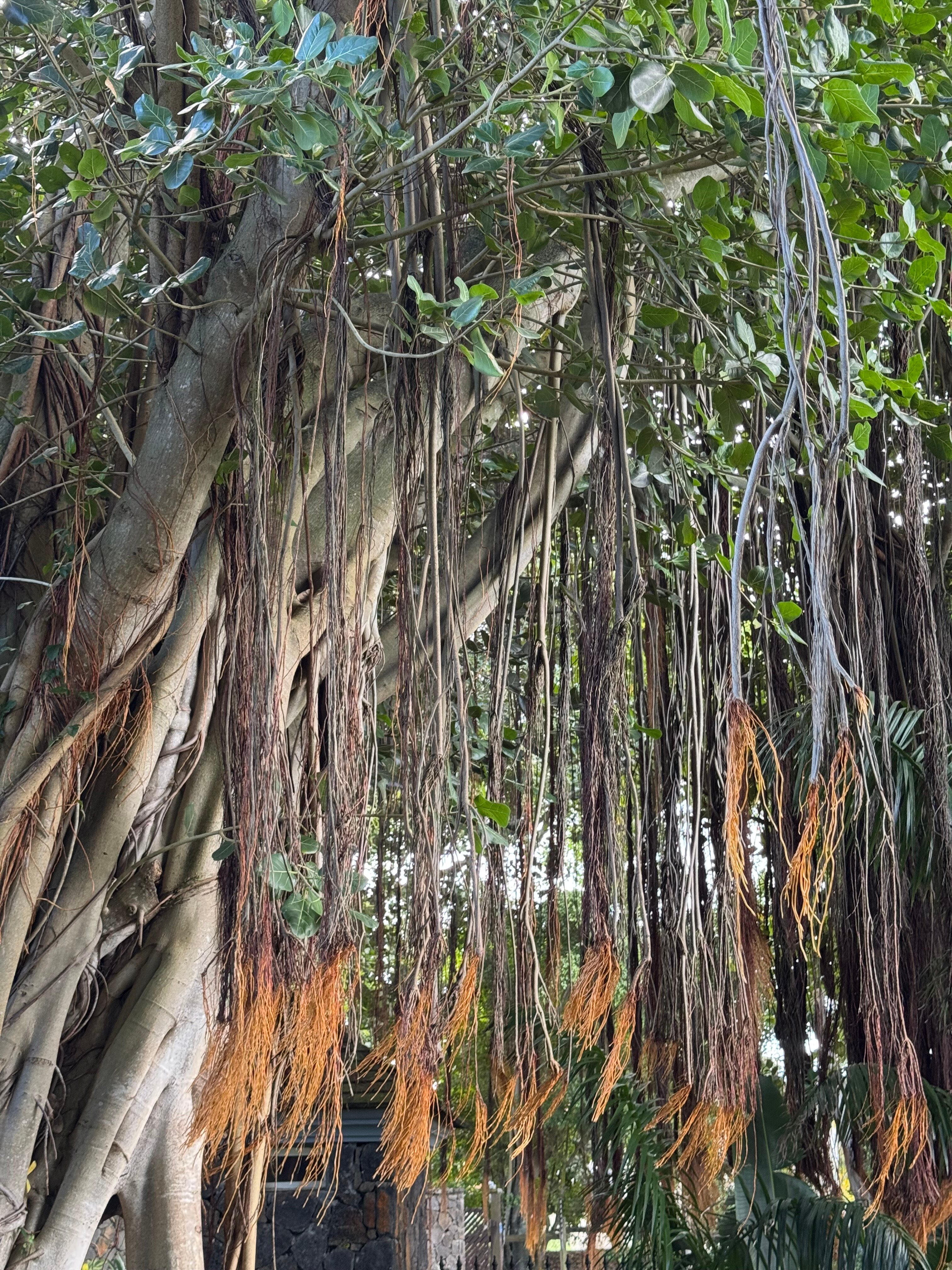 Фото Outrigger Mauritius Beach Resort