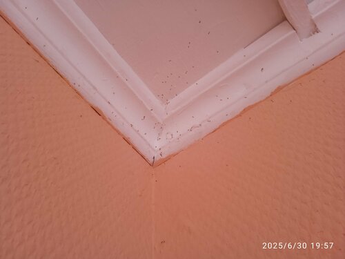 فندق Rfbus Motel ، ، صورة