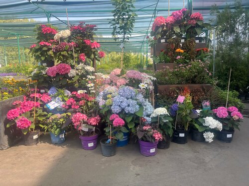 Садо масо құлдармен