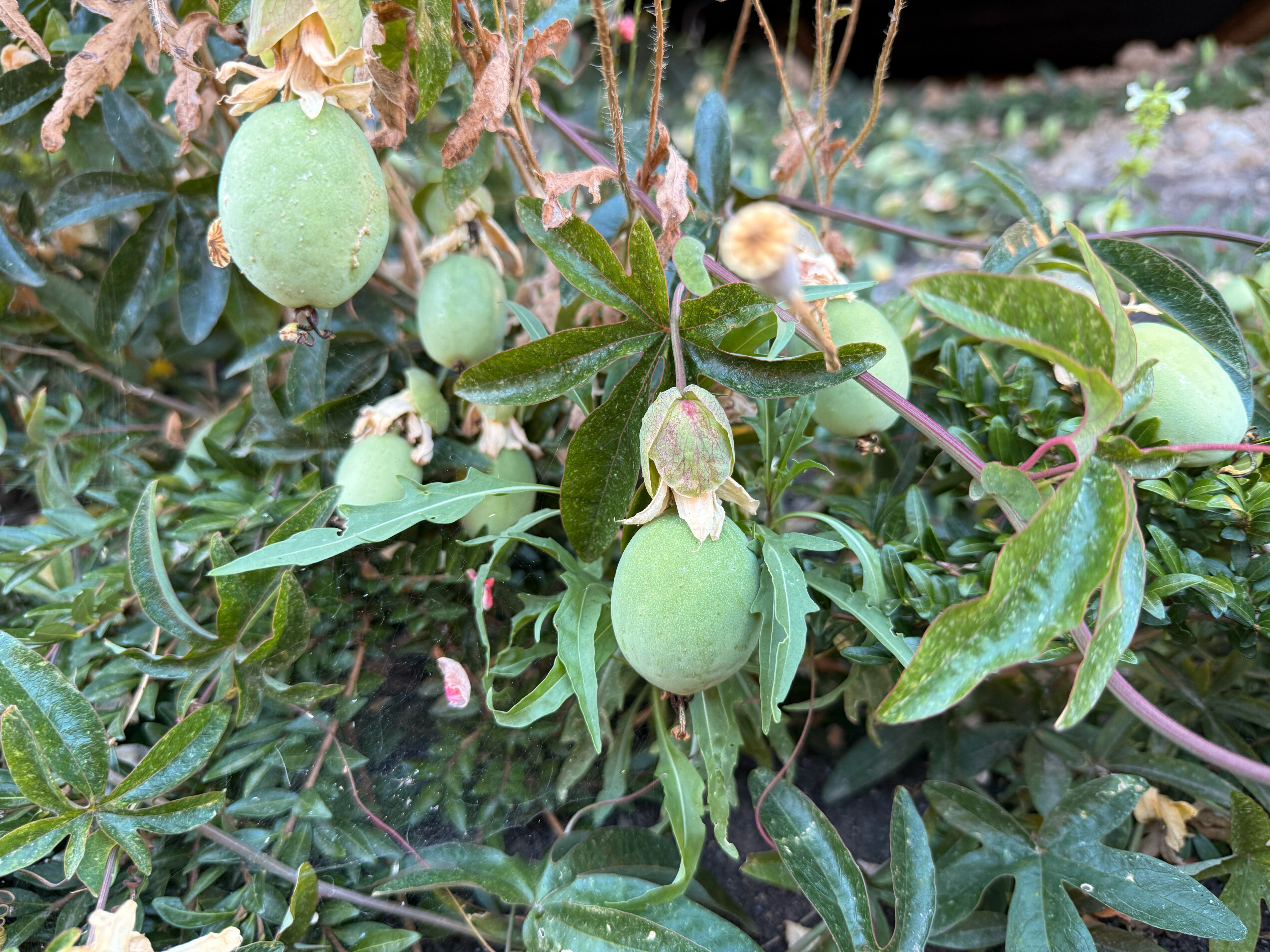 Фото Видовой