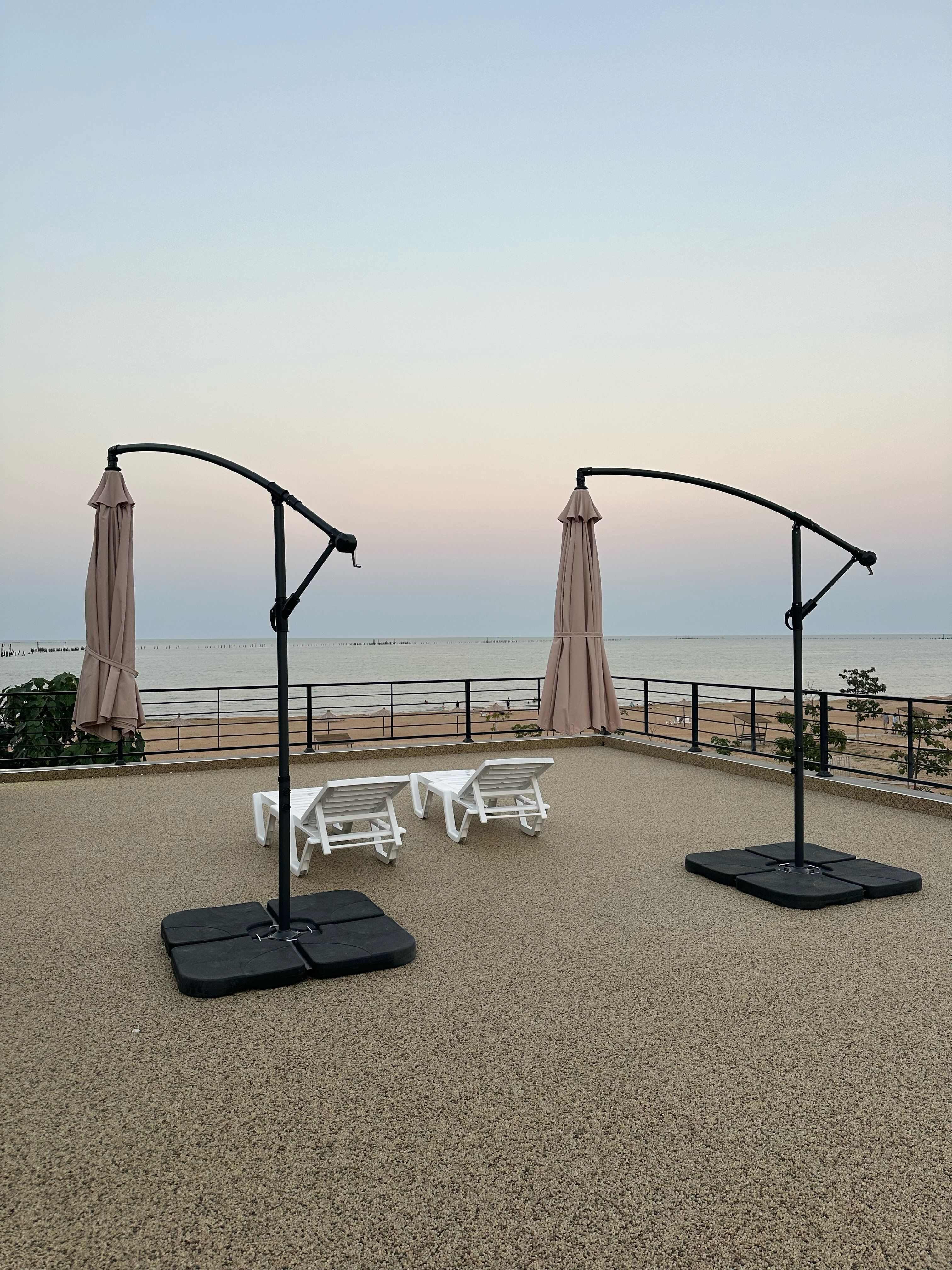 Фото Павлония