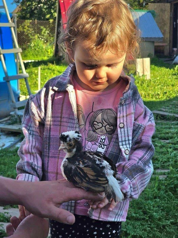 Фото Семейная мини-ферма Фазенда