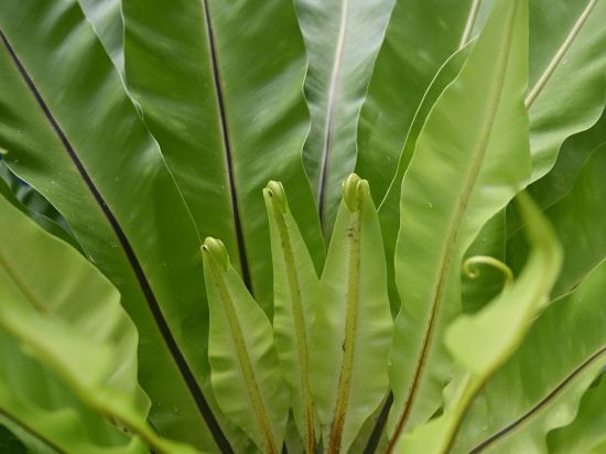 Фото Sivana Place