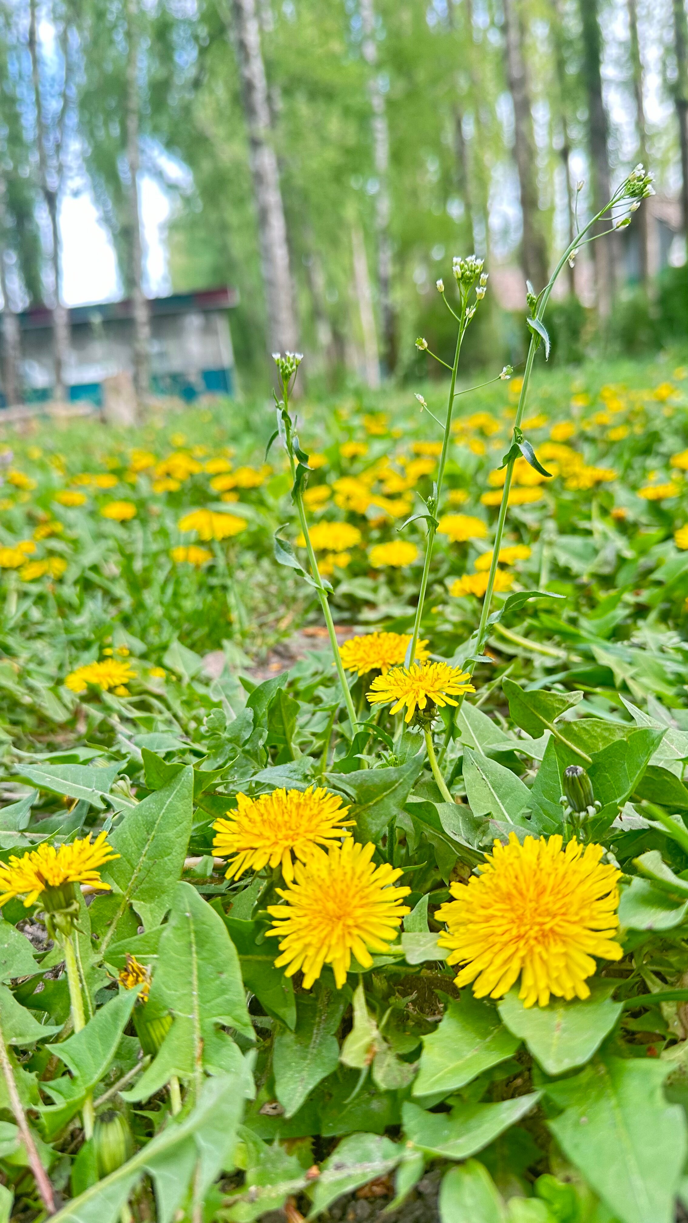 Фото Карасёвка