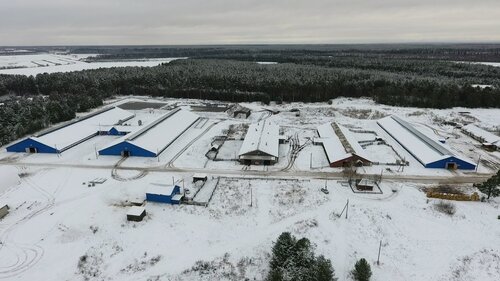 Животноводческое хозяйство Важское, Архангельская область, фото
