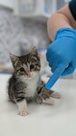 Первый ветеринарный медицинский центр (Mikhaila Dudina Street, 10), clínica veterinaria