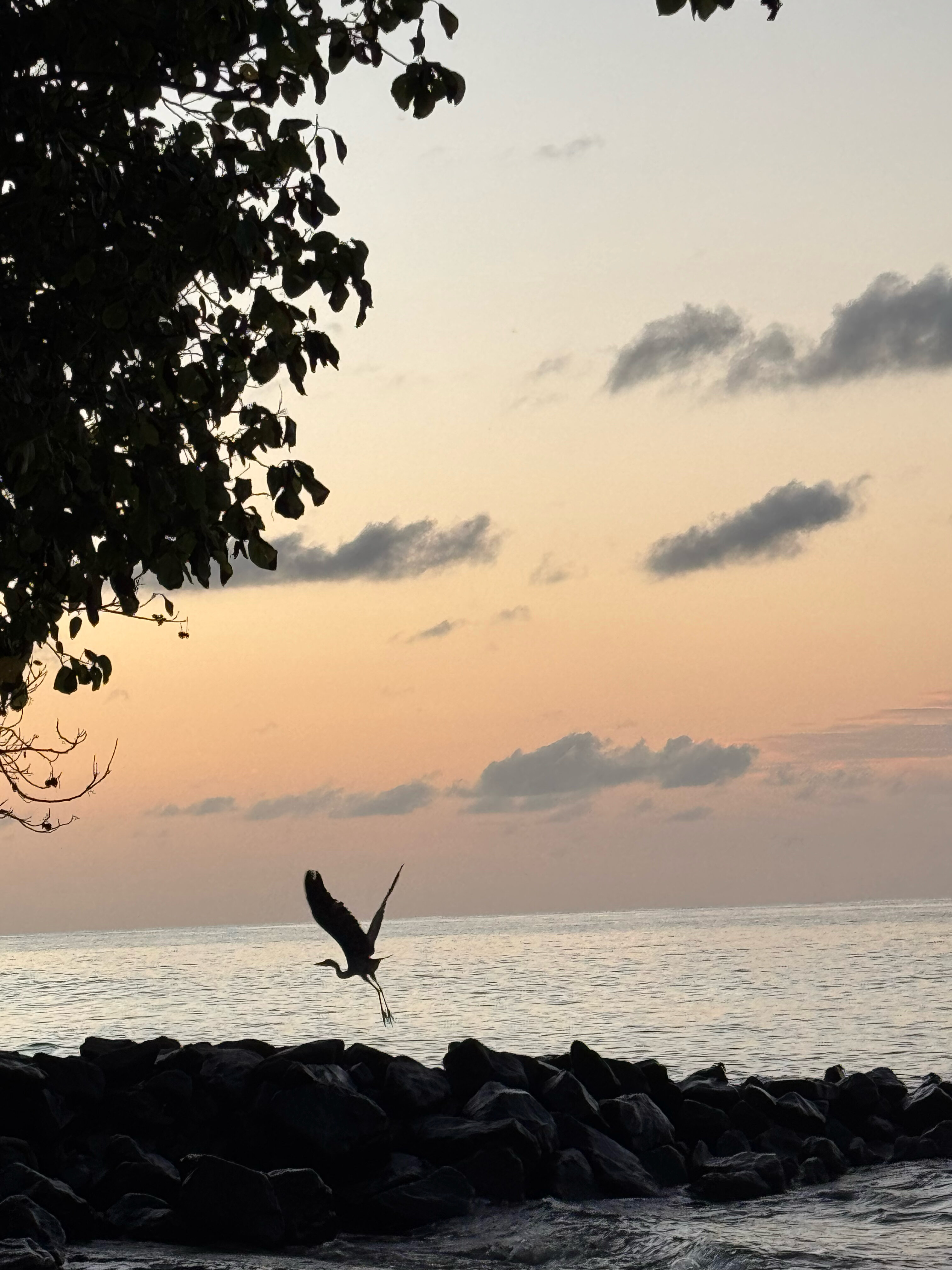 Фото Fiyavalhu Resort Maldives