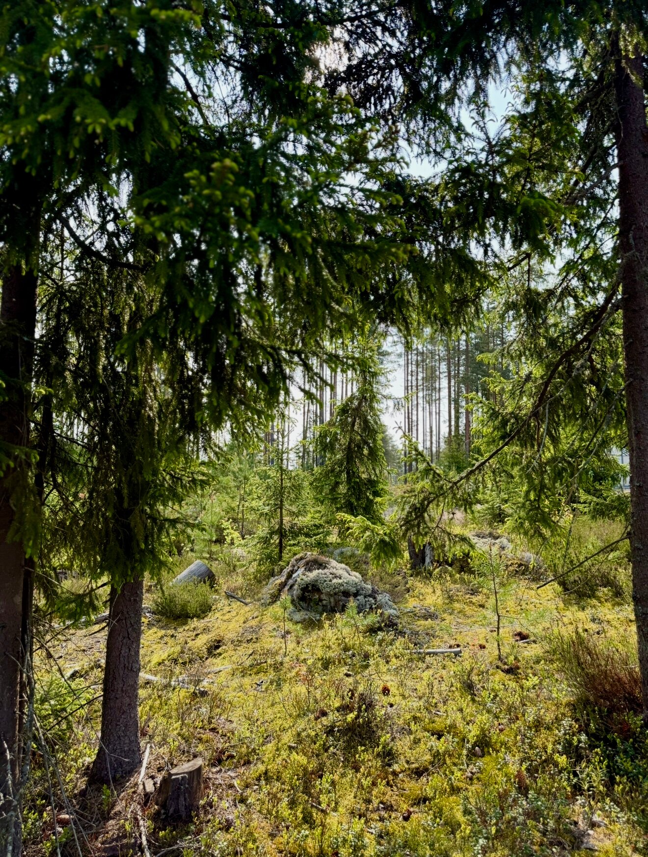 Фото Karelia Lodge