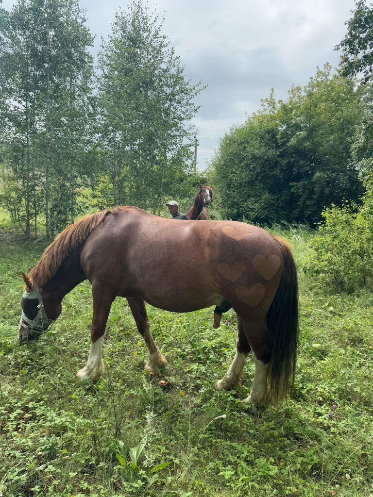 Конный клуб Частная конюшня Миланас, Челябинск, фото