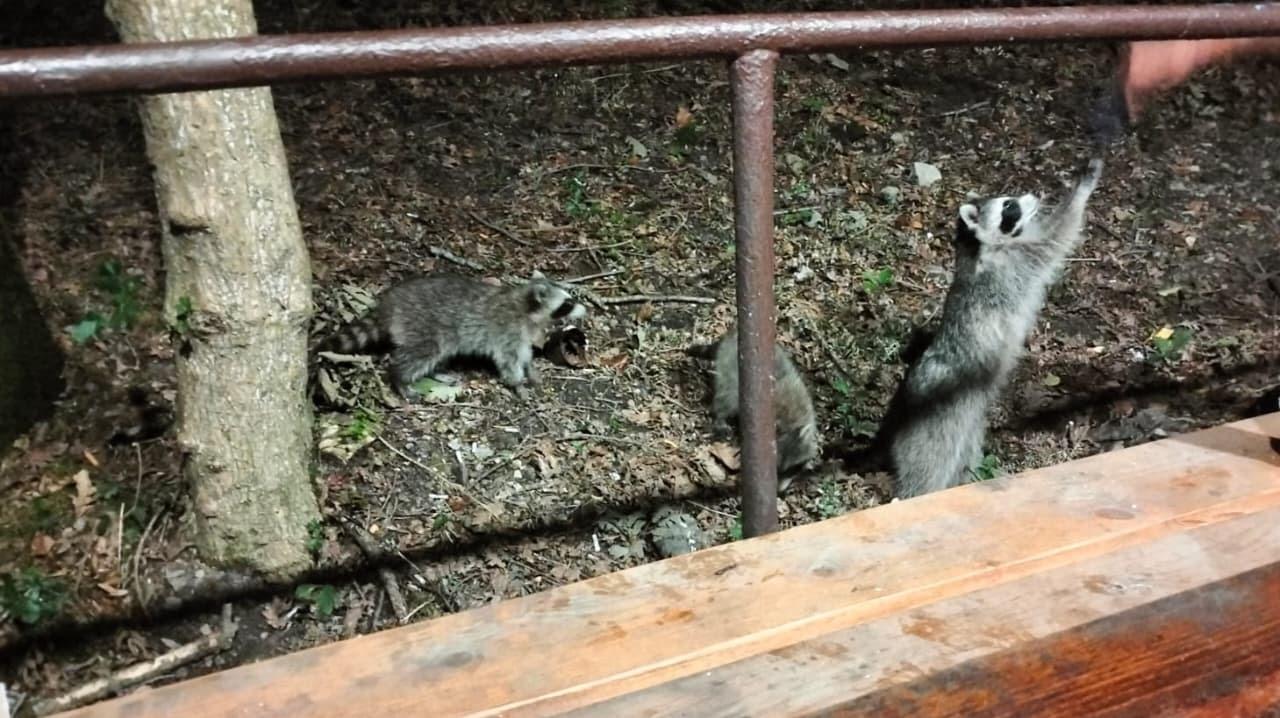 Фото Росинка