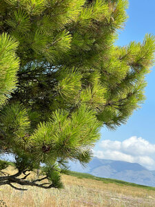 Norashen Reserve (Gegharkunik Region, Lake Sevan), nature reserve