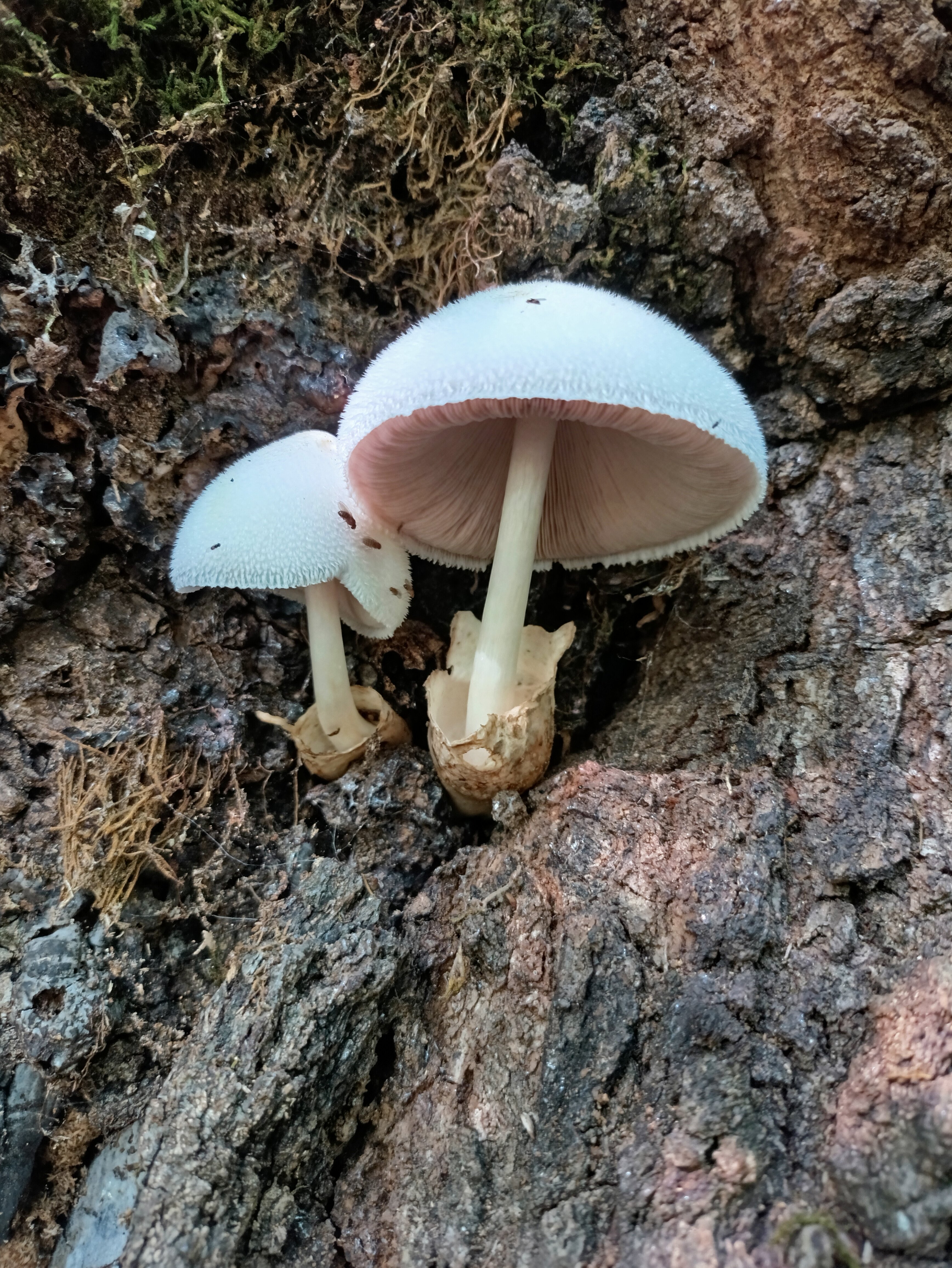 Фото Парк Инал