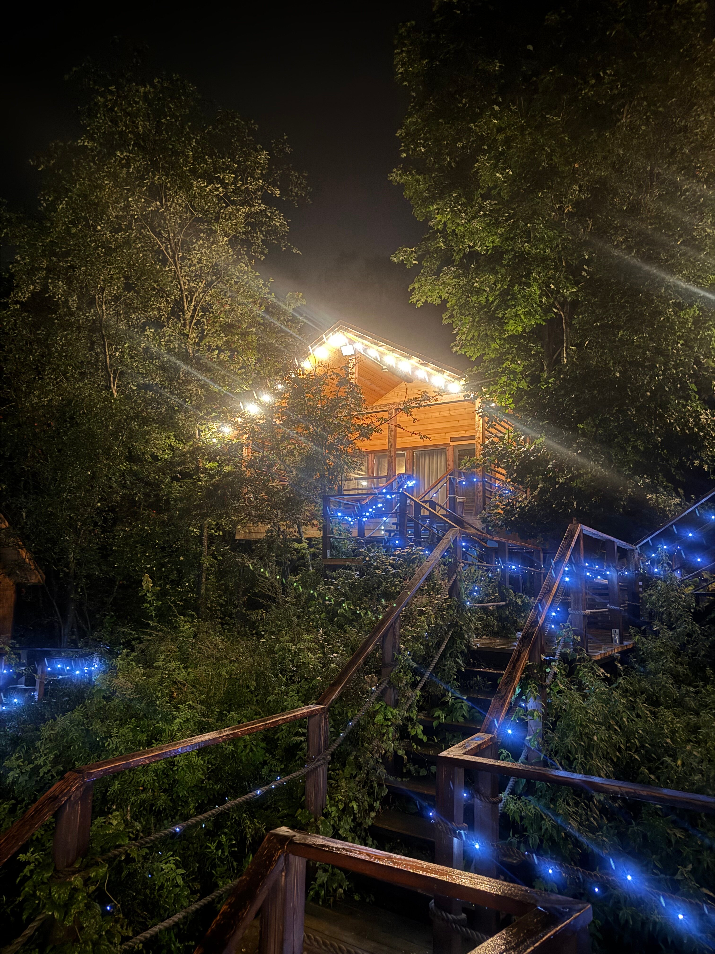 Фото Веселые гуси