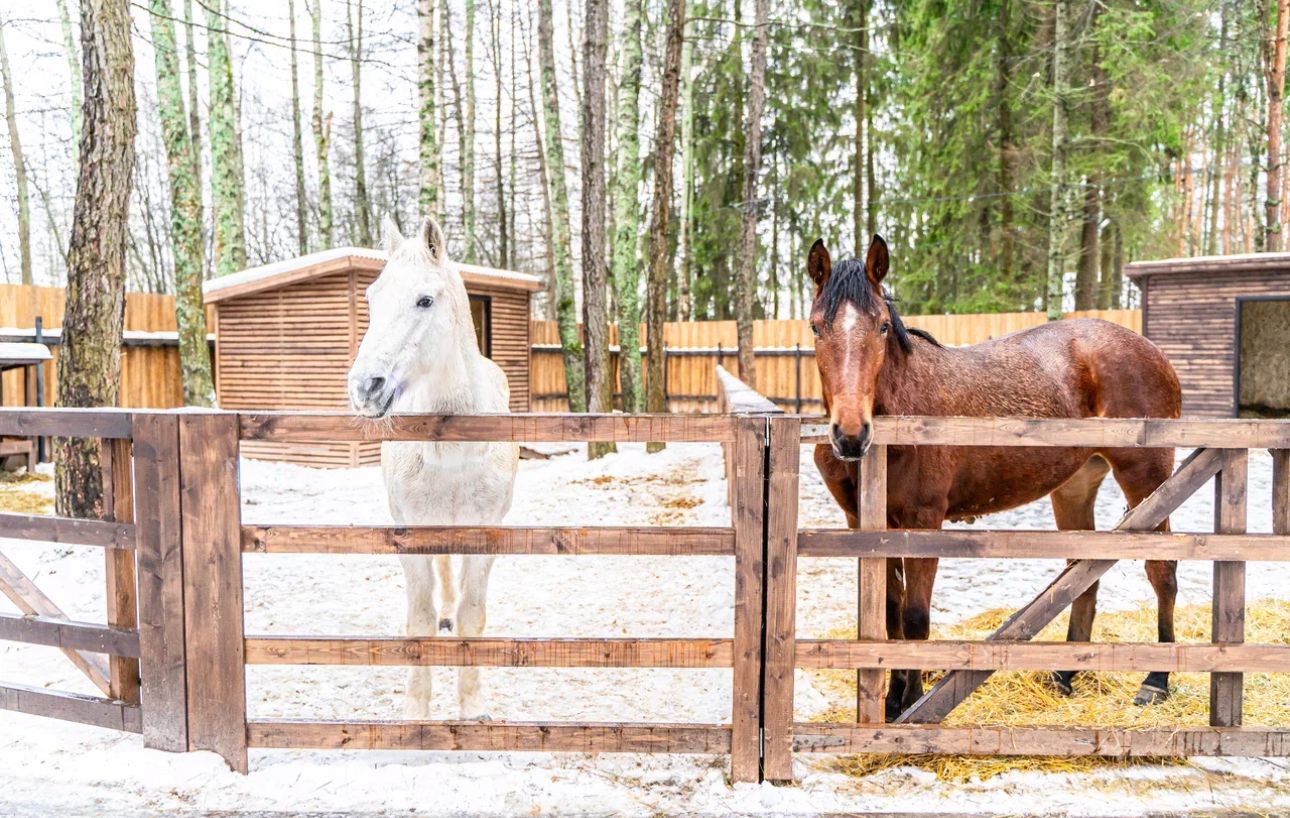 Фото Русские Сезоны Вятские Дачи