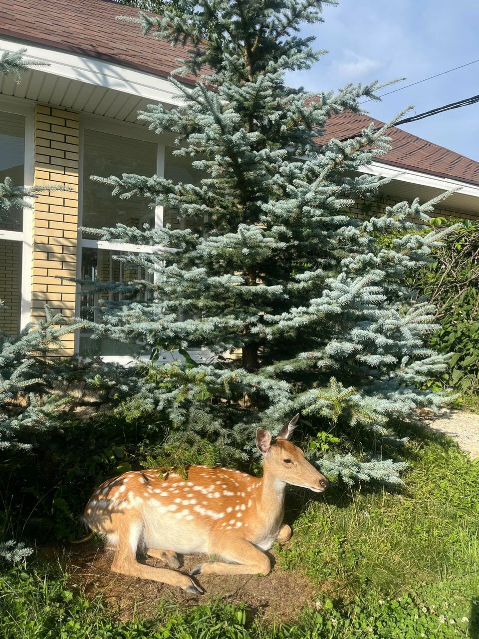 Фото Белый Орёл