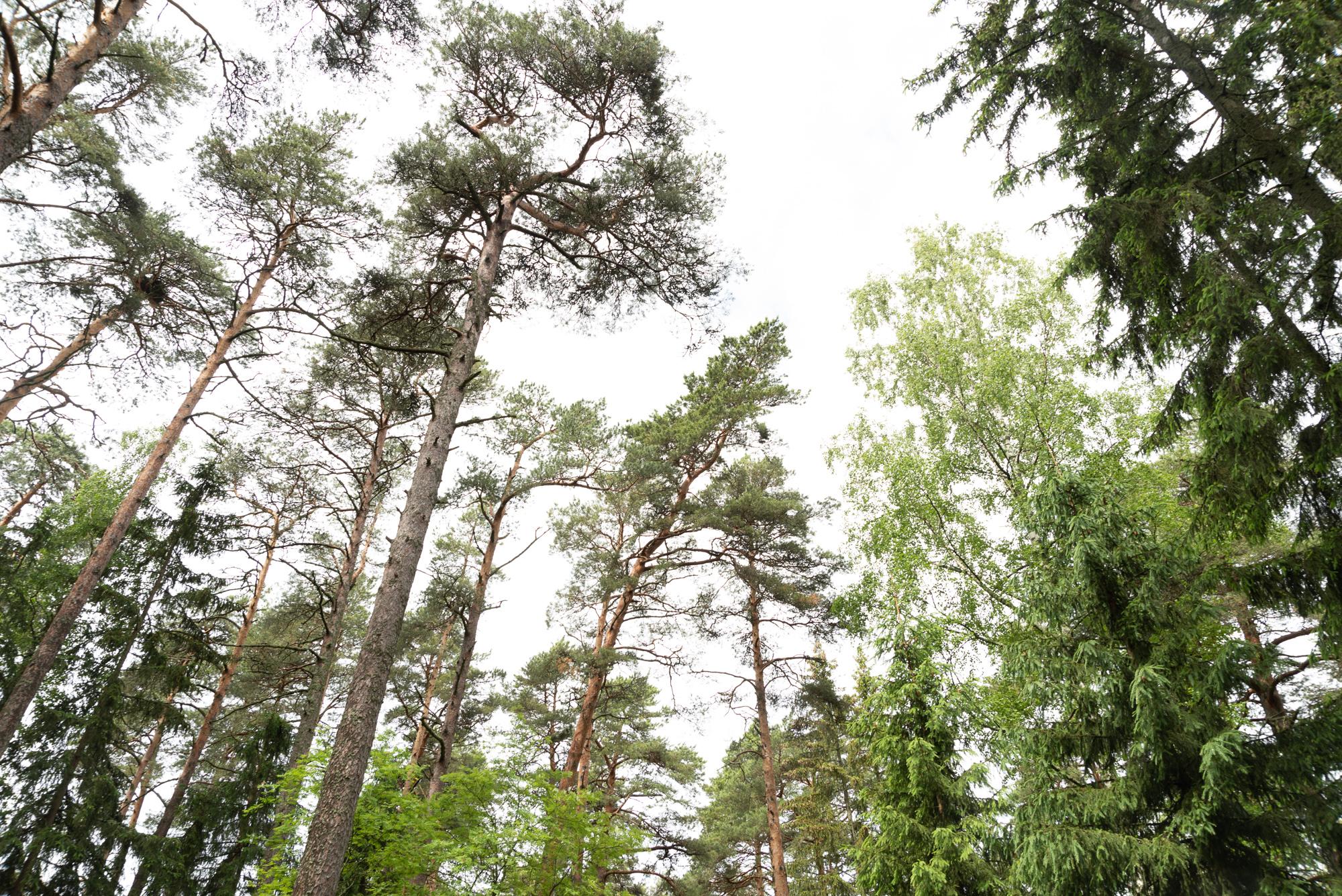 Фото Дача Мюзера