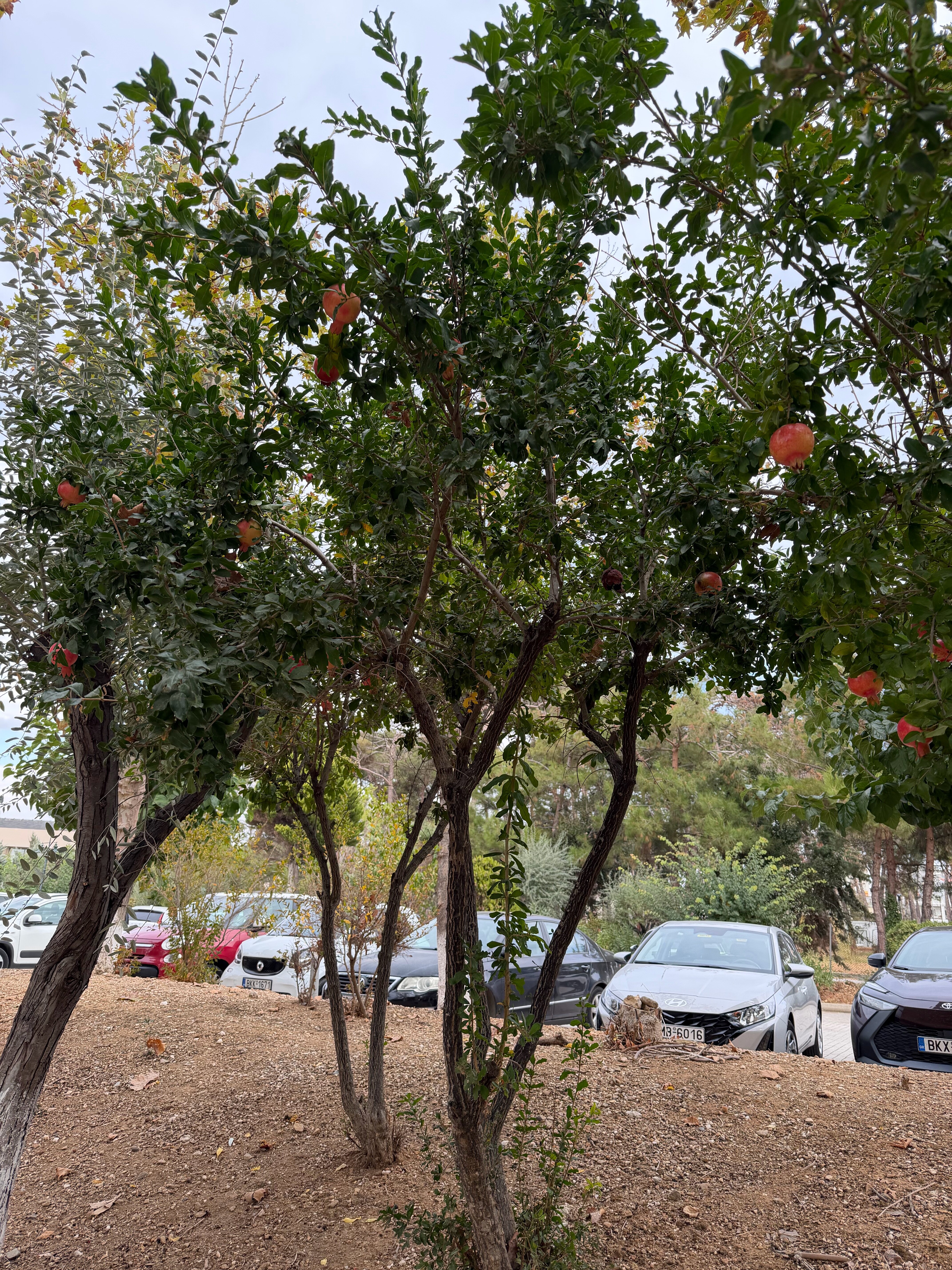 Фото Grecotel Grand Hotel Egnatia