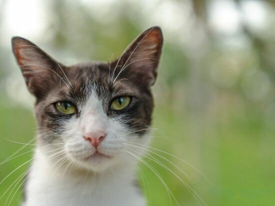 Фото Ban Raya Resort and SPA