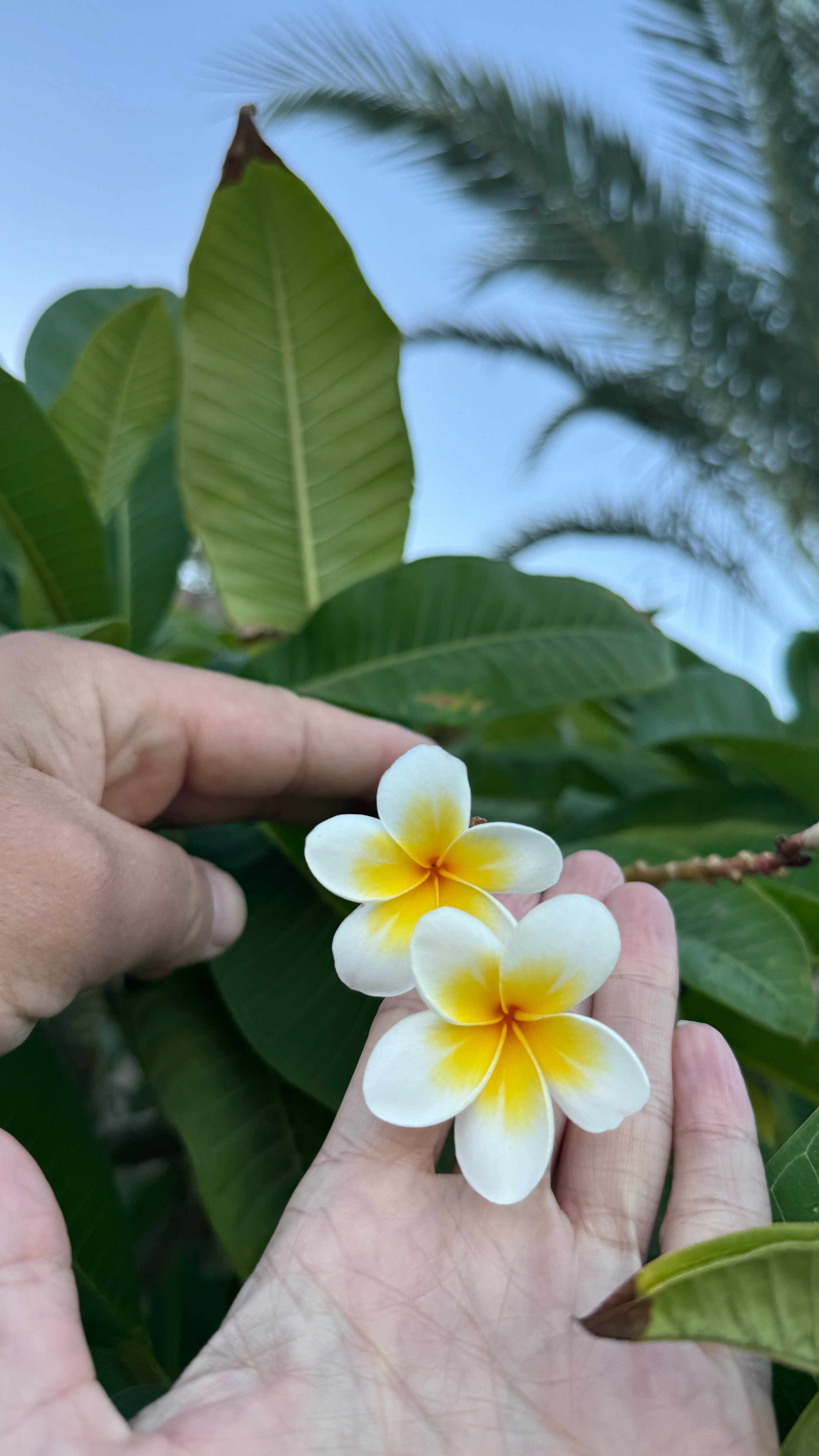 Фото Ecotel Dahab Bay View Resort