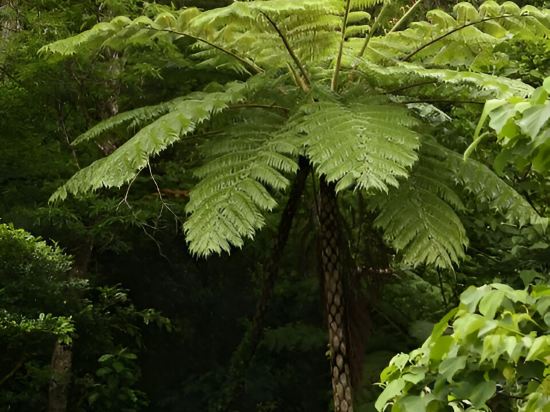 Фото Magachabaru Okinawa
