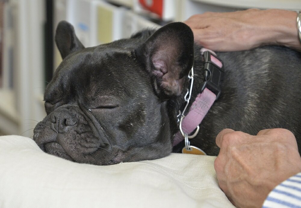 Фото The Great Falls Inn by Riversage