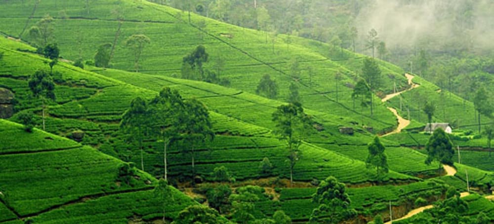 Фото Lake View Comfort Bungalow