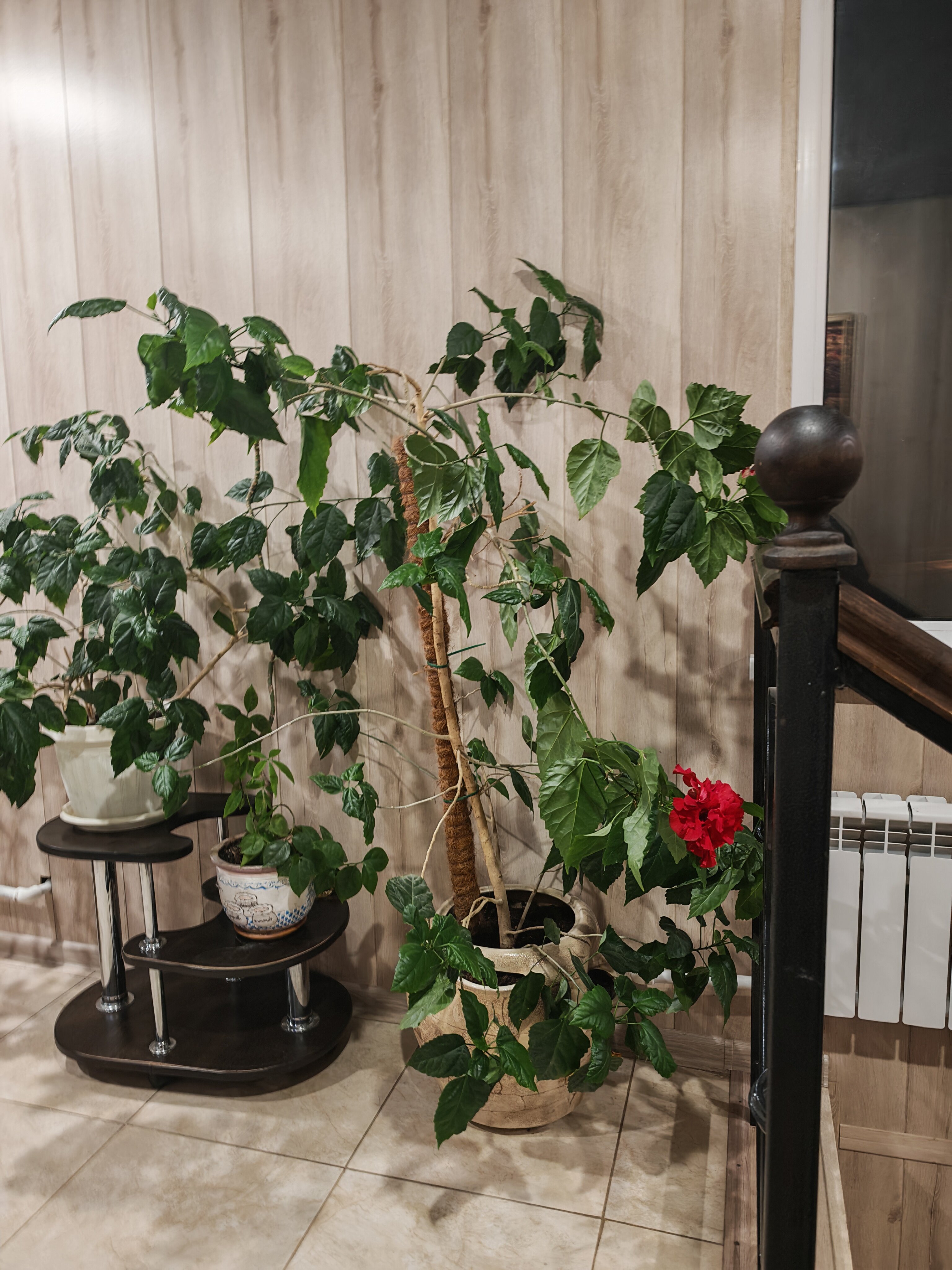 Фото Вастома