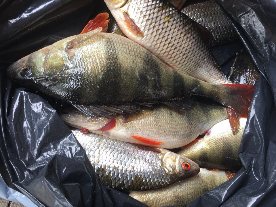 Фото Зайкина дача