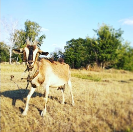 Фото Familyglamp Куликово поле