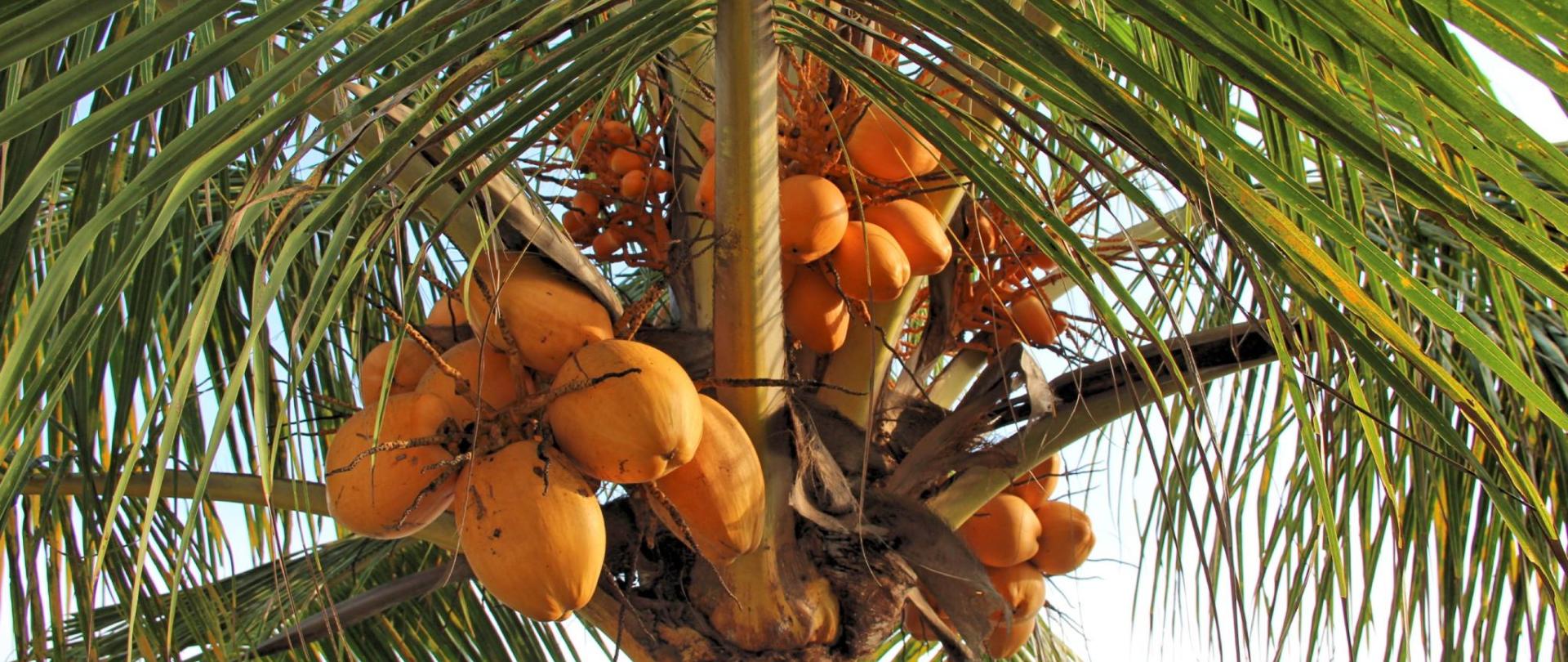 Фото Bondalem Beach Club