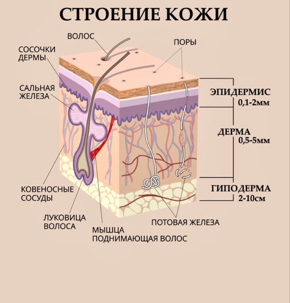 Как выглядят слои кожи