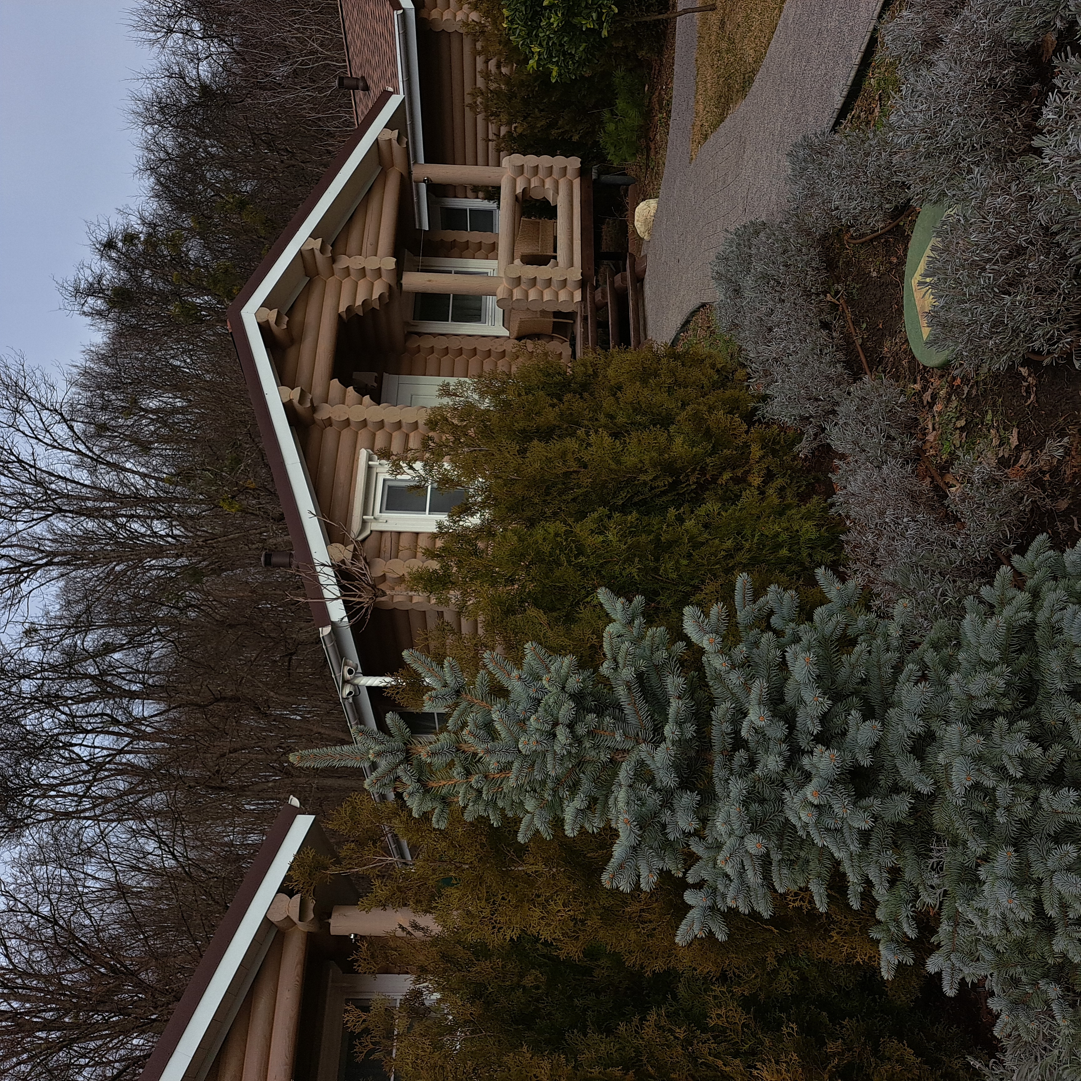 Фото Лаванда