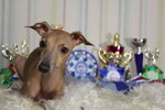 Italian greyhound (Altayskaya Street, 17к1) ، مربي الحيوانات