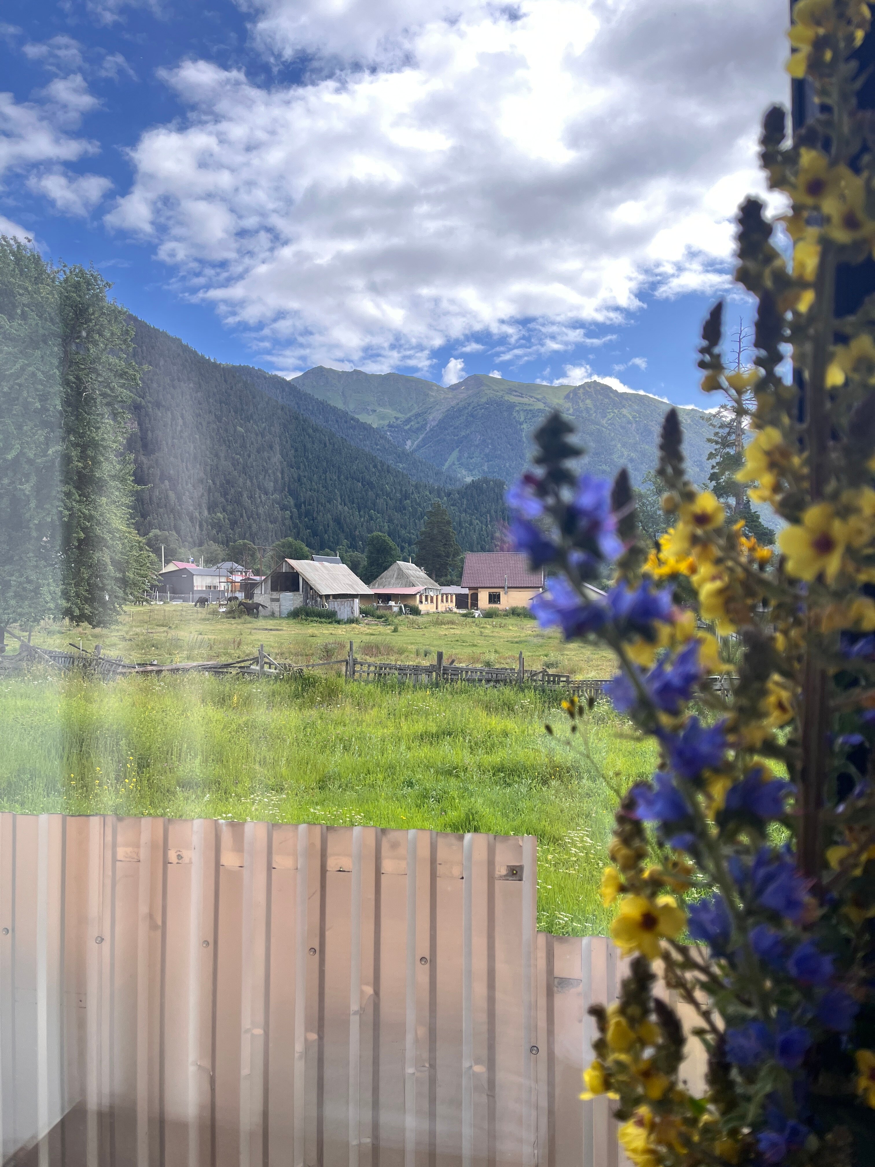 Фото Пихты Snow Point