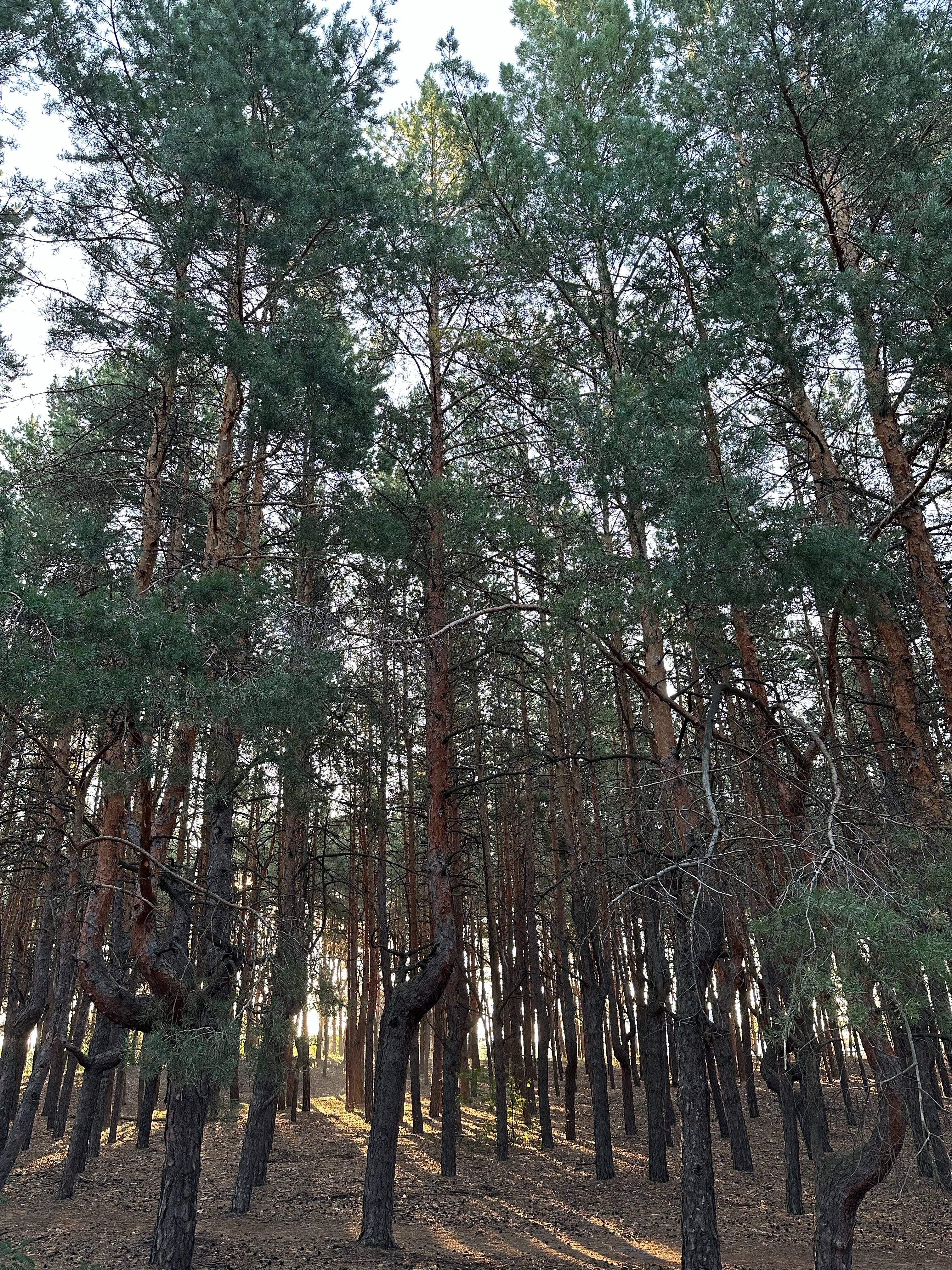 Фото Изумрудный лес